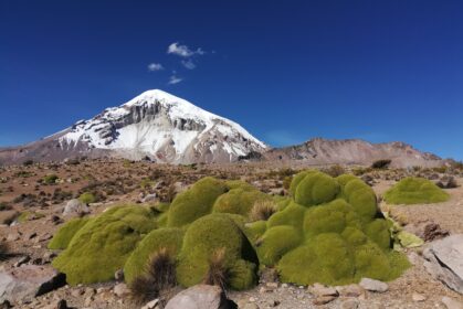 Widok na ośnieżony wulkan Sajama z trasy trekkingu