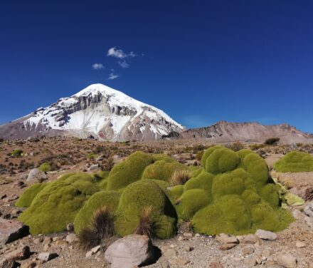 Widok na ośnieżony wulkan Sajama z trasy trekkingu